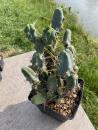 Trichocereus bridgesii monstrosus